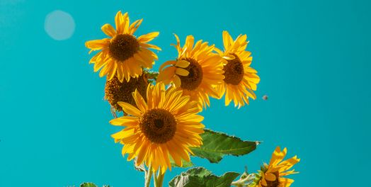 神的意思原是好的（创50:15-21）