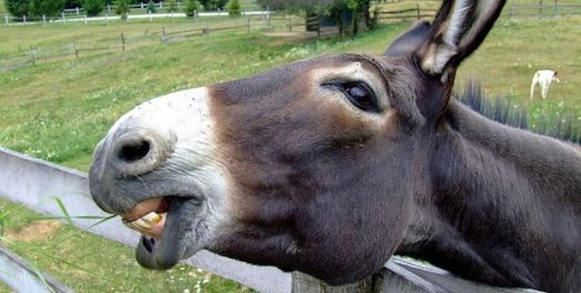 当神透过出乎意外之人说话的时候 （民22-24）