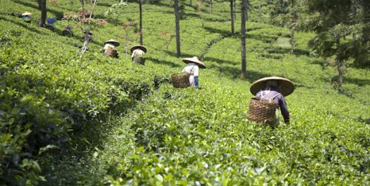 土地持有以及财产权 （民26-27; 36:1-12）