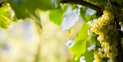 以色列民拒绝进入应许之地（申1:19-45）