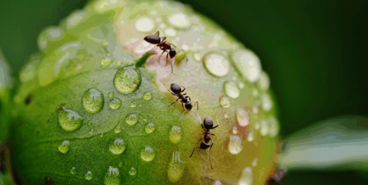 来自虫子的商业智慧：蚂蚁