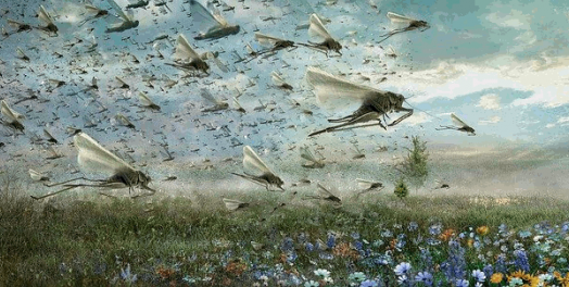 来自虫子的商业智慧：蝗虫