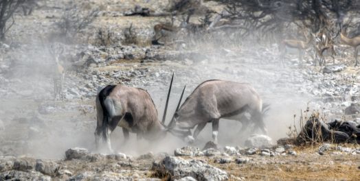 敌对者（诗4，6，7，17）