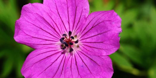 “温柔的人有福了！因为他们必承受地土。”（太5:5）