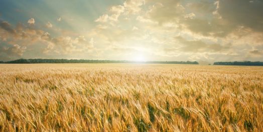 耶稣和在井边的女人（约翰福音4）