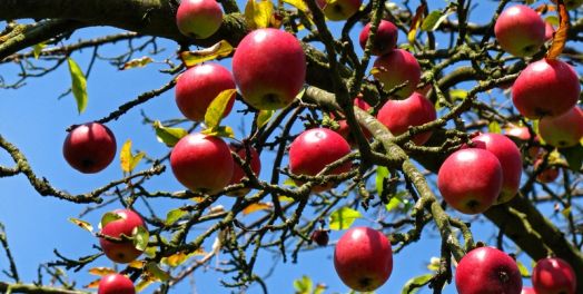 我是葡萄树，你们是枝子（约翰福音15）