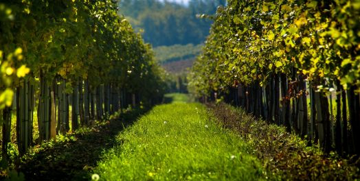 佃农的比喻（太21:33-41）