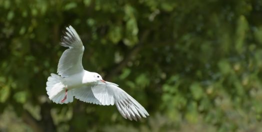 在基督里生活（加拉太书5-6）