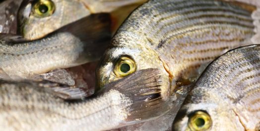 在营外工作（希伯来书13:11-25）