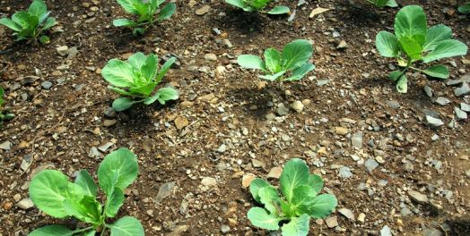 前言 (约伯记1-2)