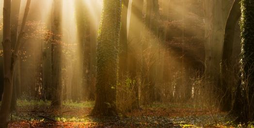 上帝显现（约伯记38-42:9）