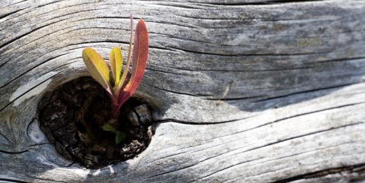 约伯记关键经文及主题