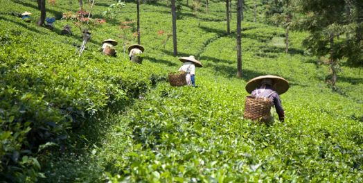 智慧的工人是勤奋的（箴言）