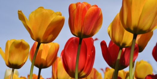 当工作是一件乐事时（雅歌1:9-2:17）