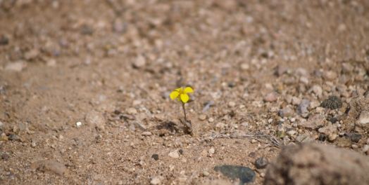 耶利米和他的时代（耶利米书和耶利米哀歌）