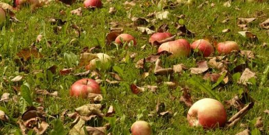 穷人从事生产的机会——拾麦穗（出埃及记22:21-27 & 23:10-11）