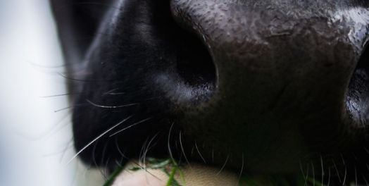 肉类食物的选择（利未记11章）