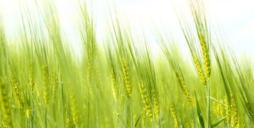 被造界来自神，但不是神本身（创1:11）